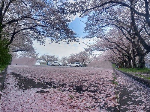 厚原スポーツ公園、桜【富士市】：駐車場と満開の見応えある桜並木