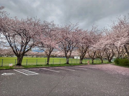厚原スポーツ公園、桜【富士市】：園内駐車場と満開の桜並木