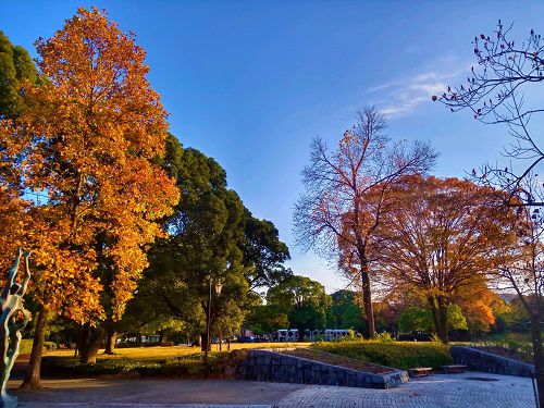 富士市中央公園、紅葉【富士市】：中央広場と見頃時期の紅葉