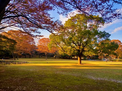 富士市中央公園、紅葉【富士市】：広場と紅葉