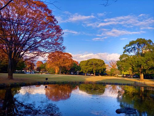富士市中央公園、紅葉【富士市】：池と紅葉
