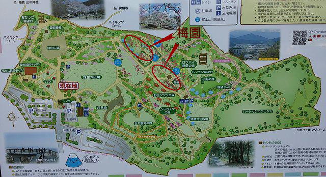 岩本山公園の園内の梅園エリア（案内図）