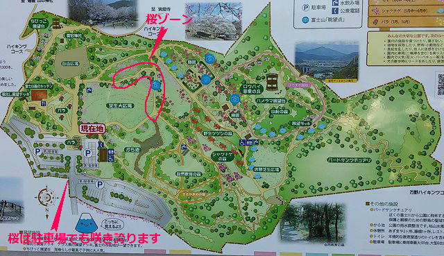 岩本山公園の桜：園内桜の木がある箇所を現地看板にて示しています。
