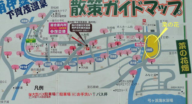 南伊豆町日野の菜の花畑：菜の花畑とみなみの桜（河津桜）の桜並木の位置関係を現地案内図上に表示しています