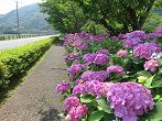 静岡県　紫陽花（アジサイ）観光スポット・名所