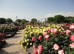 静岡県　薔薇（バラ）観光スポット・名所