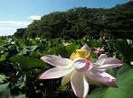 静岡県　蓮の花（ハスの花）観光スポット・名所