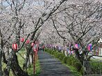 静岡県　桜・花見・早咲き桜　観光スポット・名所